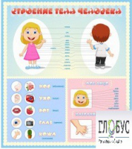 Стенд "Строение человека" для детей - «globural.ru» - Саратов