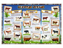 Стенд "Породы коров" - «globural.ru» - Саратов
