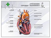 Стенд "Строение сердца человека" - «globural.ru» - Саратов