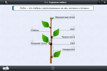 Интерактивные курсы. Биология 6 класс. Расширенный - «globural.ru» - Саратов