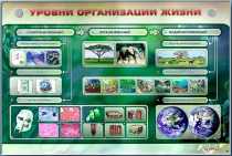 Электрифицированный стенд "Уровни организации жизни" - «globural.ru» - Саратов