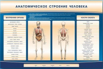 Электрифицированный стенд-тренажер c макетом скелета "Анатомическое строение человека" - «globural.ru» - Саратов