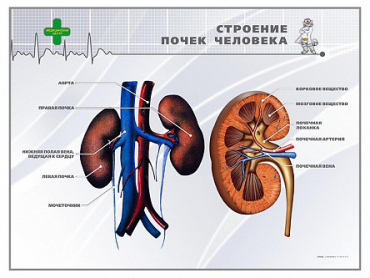 Стенд "Строение почки человека" - «globural.ru» - Саратов