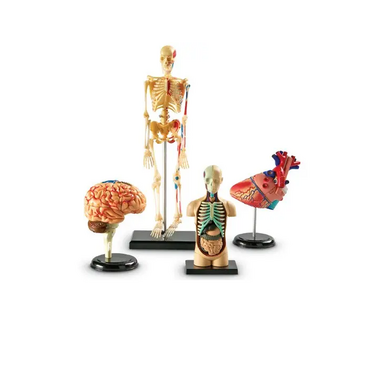 Дидактическое пособие по окружающему миру «Изучаем строение человека» (Анатомические модели) - «globural.ru» - Саратов