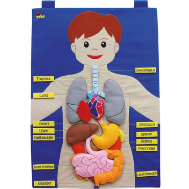 Фланелеграф "Анатомия" - «globural.ru» - Саратов