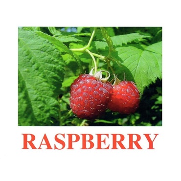 "Berries-1" ("Ягоды-1") английские карточки Домана - «globural.ru» - Саратов