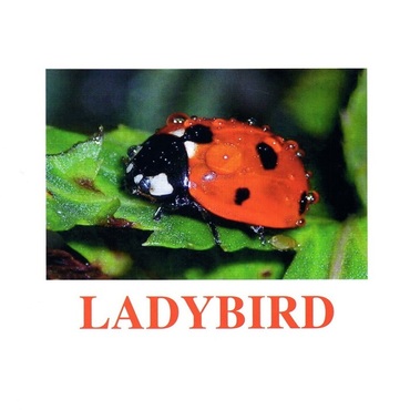 "Insects" ("Насекомые") английские карточки Домана - «globural.ru» - Саратов