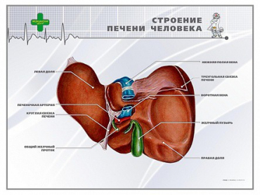 Стенд "Строение печени человека" - «globural.ru» - Саратов