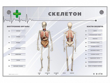 Электрифицированный стенд-тренажер "Скелетон" - «globural.ru» - Саратов