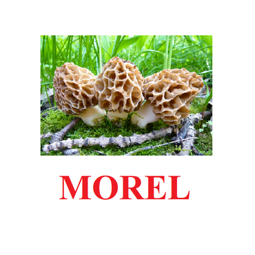 "Mushrooms" ("Грибы") английские карточки Домана - «globural.ru» - Саратов