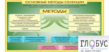 Стенд "Методы селекции и биотехнологии" - «globural.ru» - Саратов