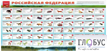 Стенд "Красная книга РФ" - «globural.ru» - Саратов