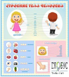 Стенд "Строение человека" для детей - «globural.ru» - Саратов