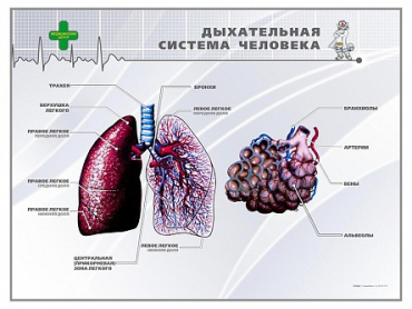 Стенд "Дыхательная система человека" - «globural.ru» - Саратов