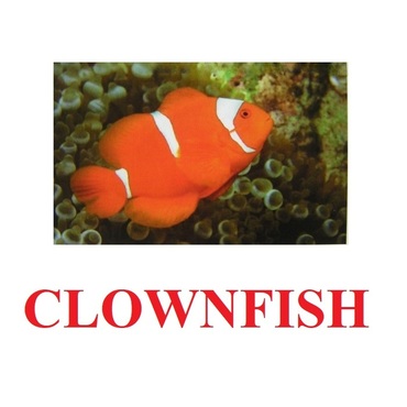 "Fish" ("Рыбы") английские карточки Домана - «globural.ru» - Саратов