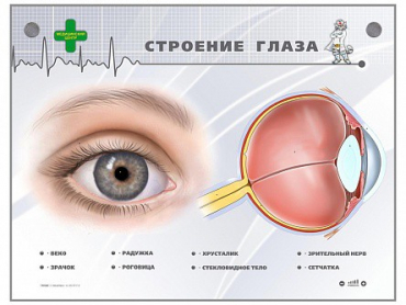 Интерактивный стенд "Строение глаза" - «globural.ru» - Саратов