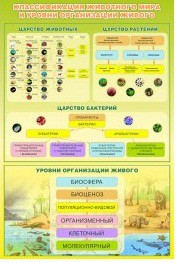 Стенд "Классификация животного мира" - «globural.ru» - Саратов