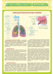 Стенд "Дыхательная система" - «globural.ru» - Саратов